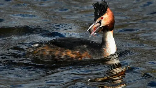 Rubrik_Wasser_Meere-pixabay-Haubentaucher_great-crested-grebe-4893987__340